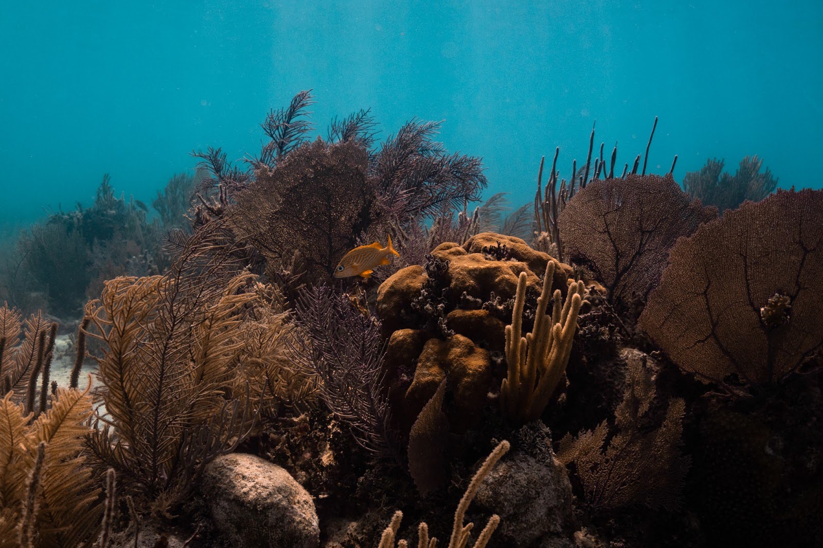 Coral reef in Belize. Photo Credit: Marla Tomorug