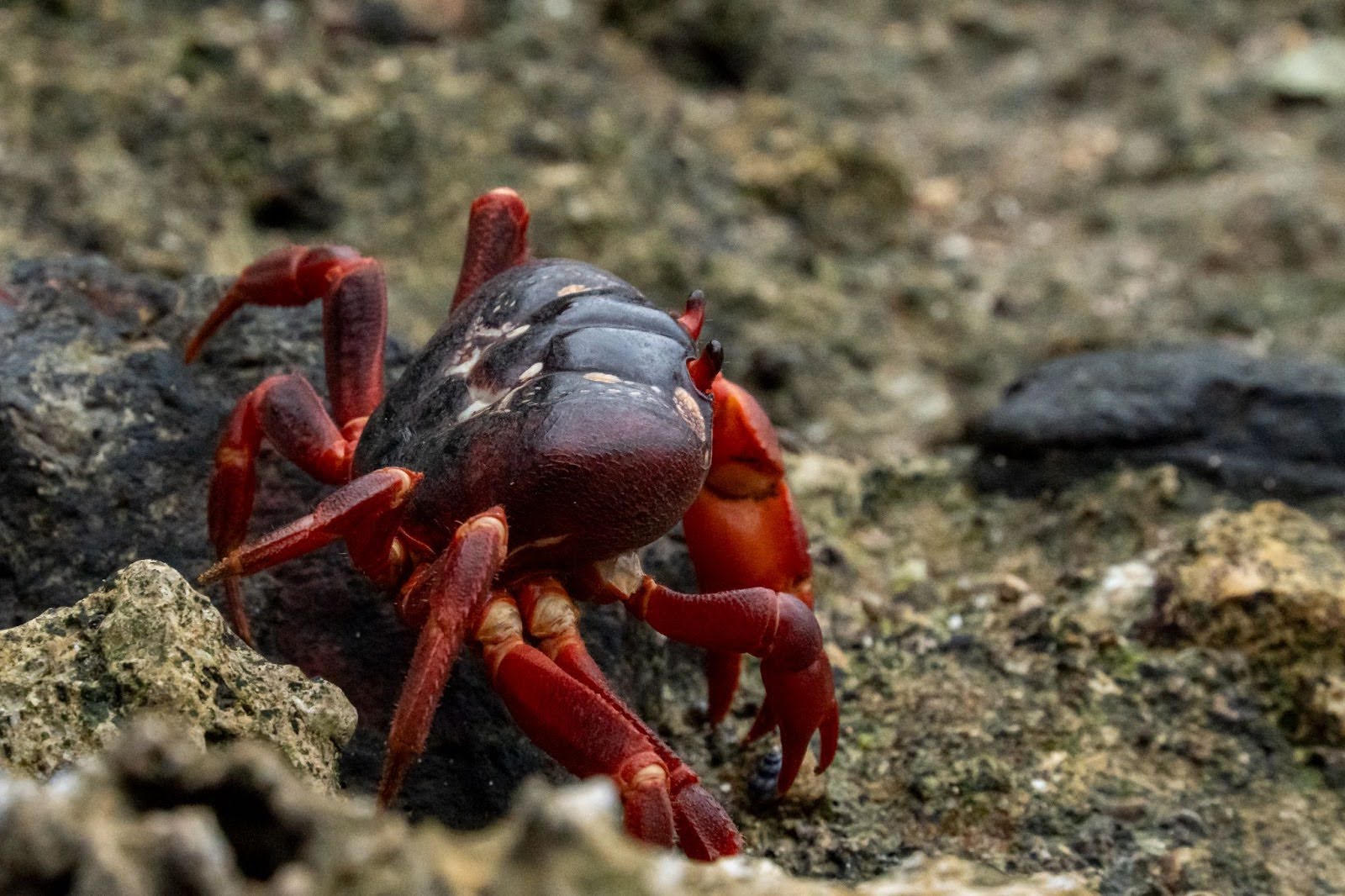 The iconic red crab endemic to the island. Photo Credit: Adam Moore)