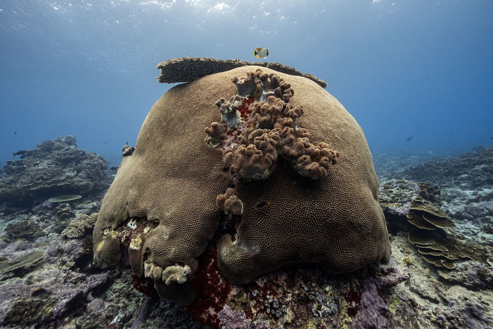 Underwater scenes around Christmas Island. Photo Credit: Adam Moore