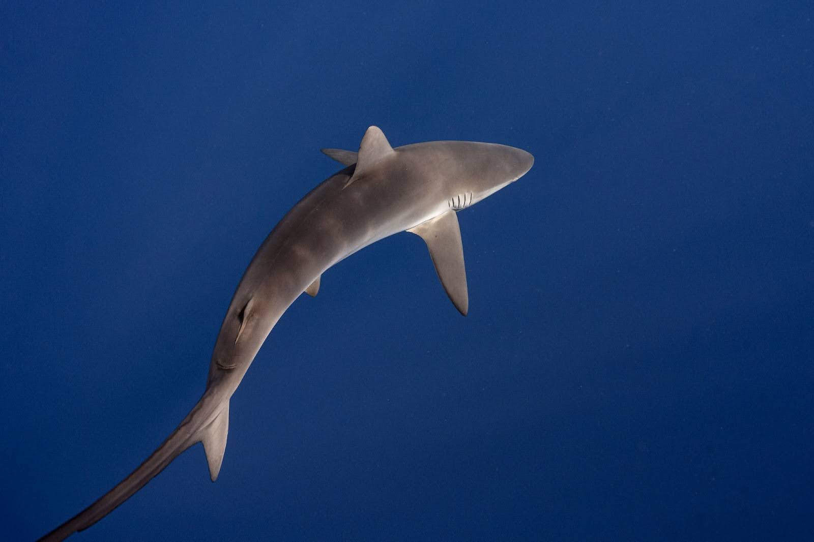 Derek has spent a lifetime around sharks. Photo Credit: Adam Moore