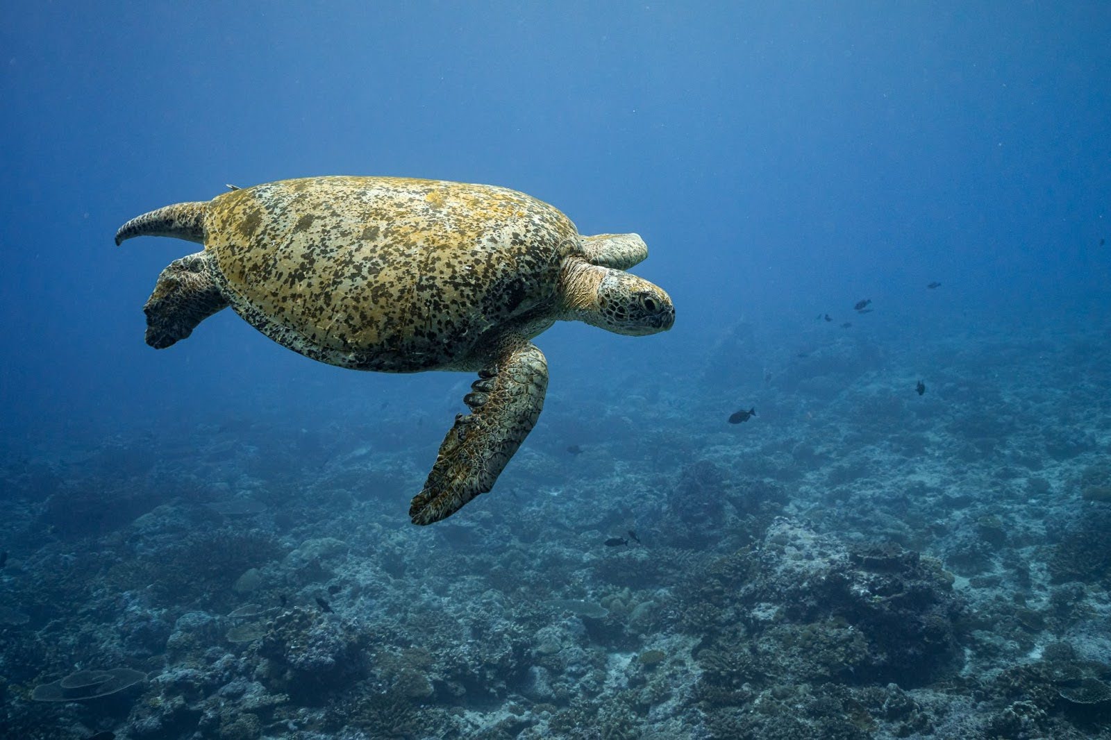 Protecting terrestrial and marine spaces is the focus for the National Park team. Photo Credit: Adam Moore)