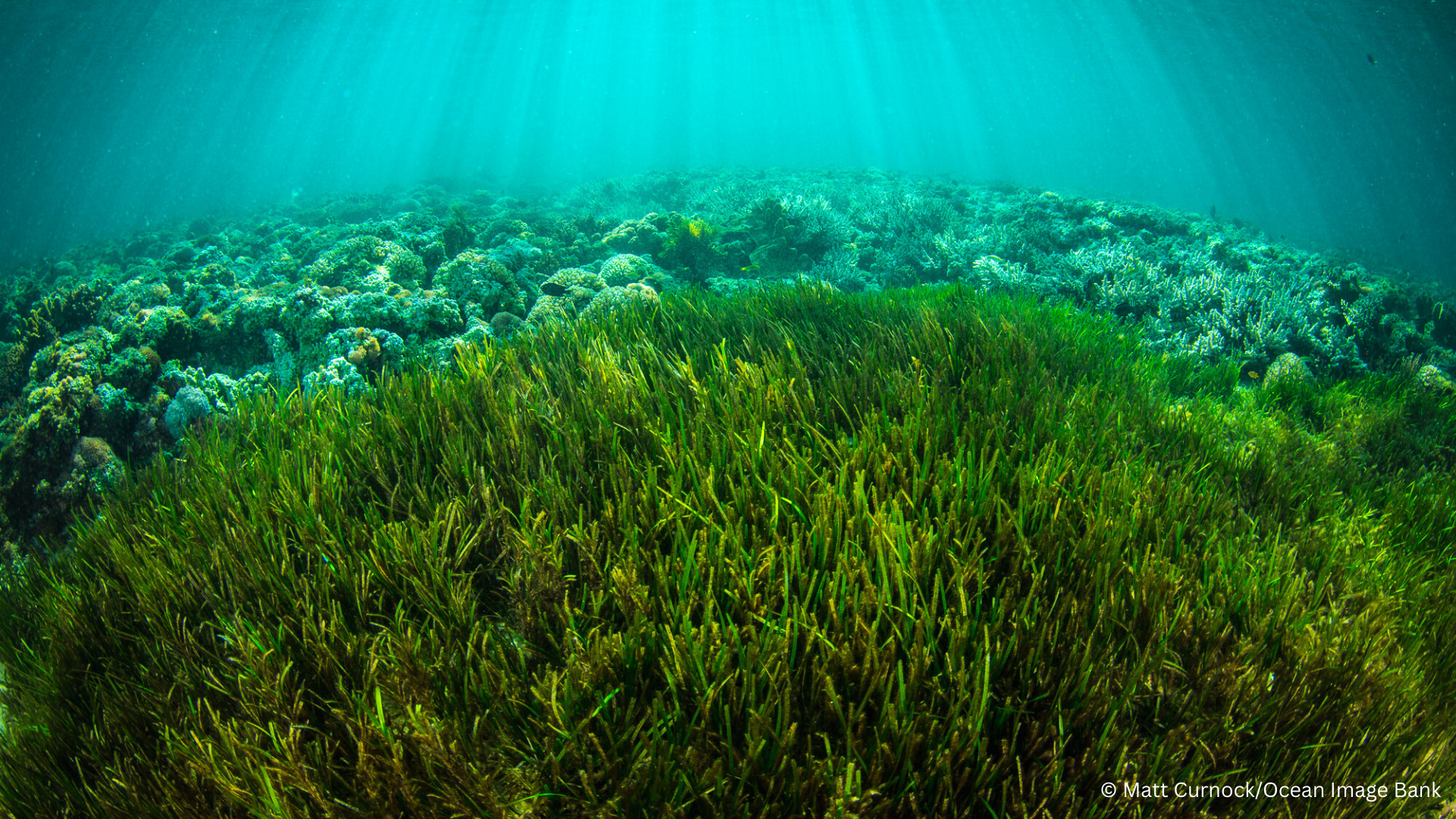 3_Matt Curnock_Ocean Image Bank